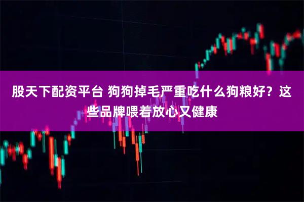 股天下配资平台 狗狗掉毛严重吃什么狗粮好？这些品牌喂着放心又健康